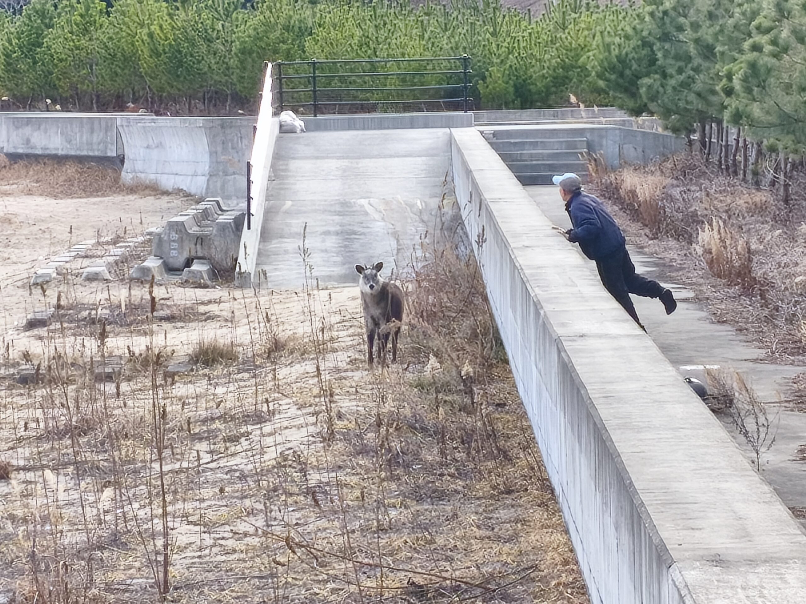 陸前高田の現場近くで見かけたカモシカ